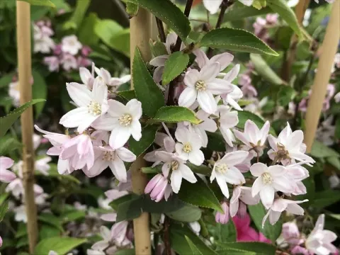 Deutzia kalmiiflora