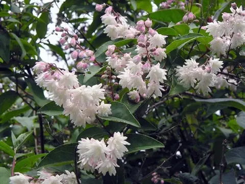 Deutzia magnifica