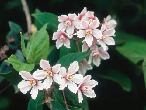 Deutzia rehderiana