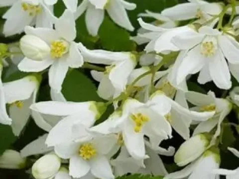 Schneider's Deutzia