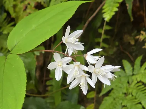 Taiwan deutzia