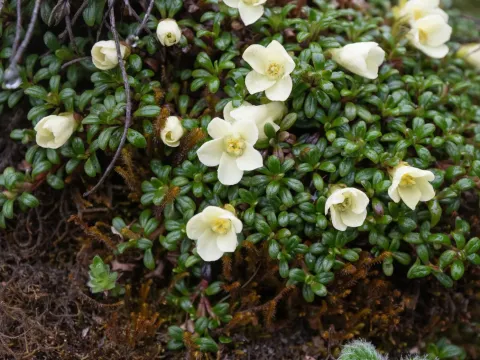 Diapensia