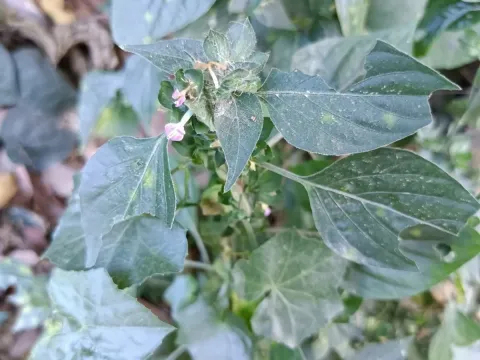 Dicliptera