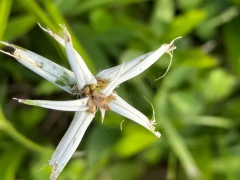 Rhynchospora