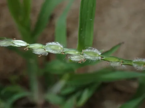 Digitaria commutata