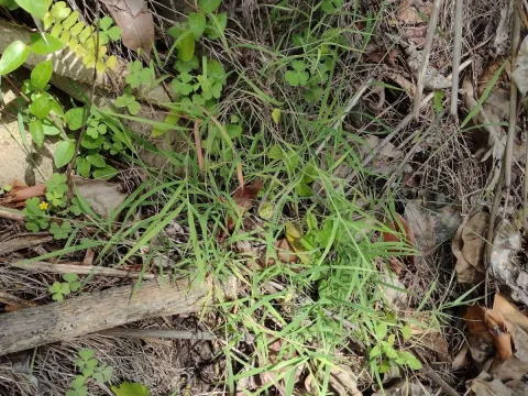 Dichanthium tenue