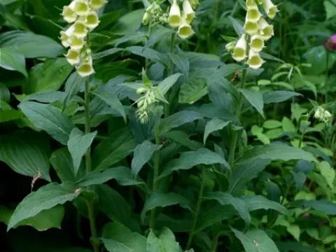 Oriental foxglove