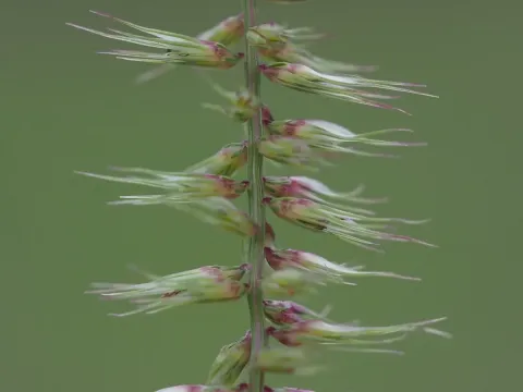 Dinebra
