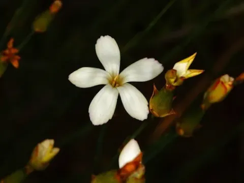 Anatolian carnation