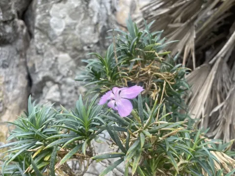Dianthus rupicola
