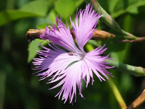 Long-calyx pink