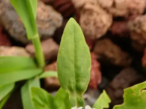 Diodia dasycephala