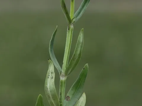 Diodia natalensis