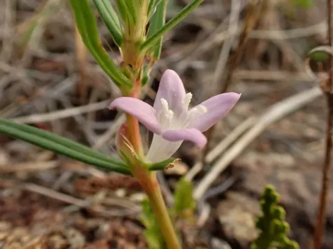Diodia rigida