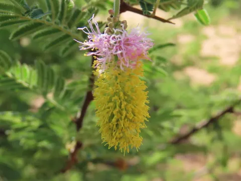 Sickle bush