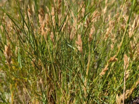Distichlis distichophylla