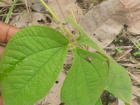 Bitter yam