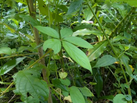 Five-leaf yam