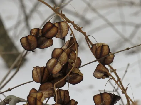 Wild yam