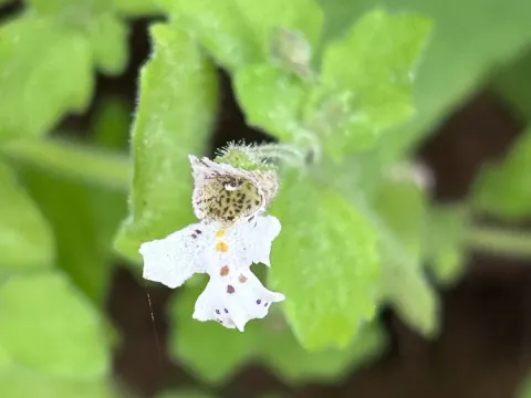 Diclis