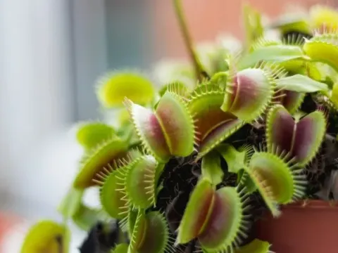 Dionaea