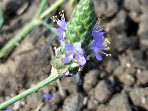 Dalea alopecuroides