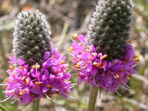 Dalea annua