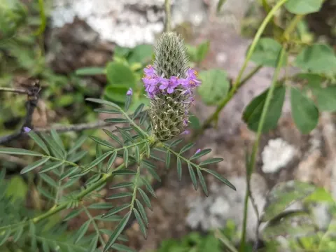 Аморфа залозиста