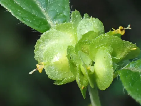 Делілія