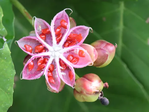 Dillenia suffruticosa