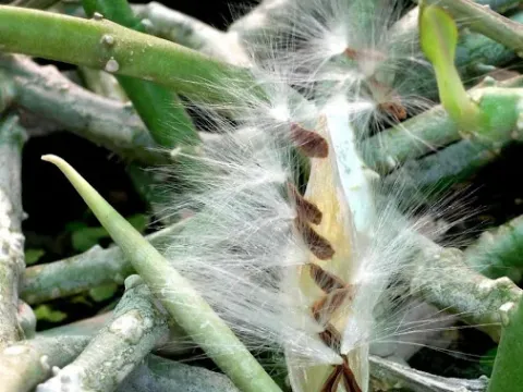 Desmidorchis
