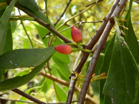 Dendrophthoe