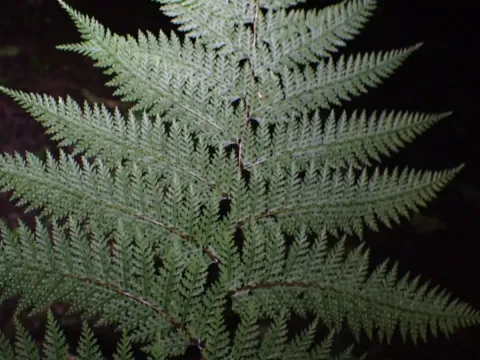 Dennstaedtia