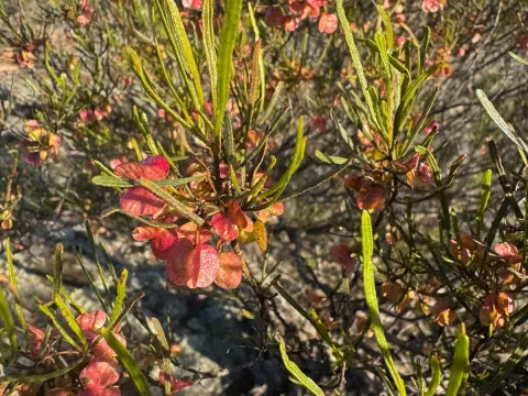 Dodonaea angustissima