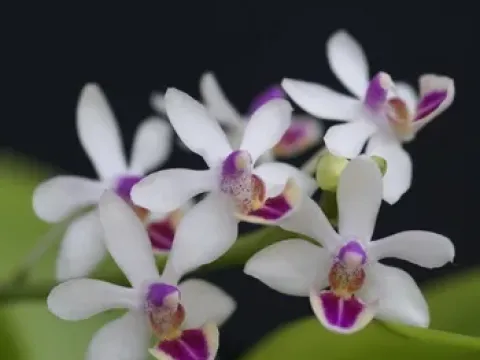 Doritaenopsis