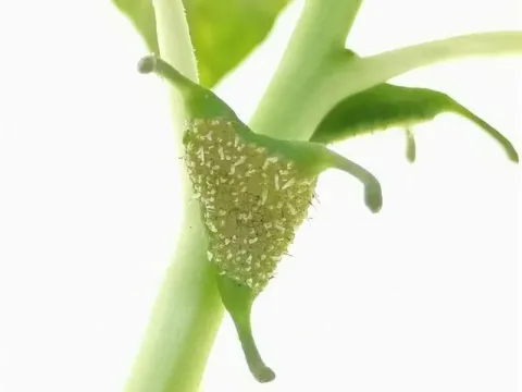 Dorstenia cuspidata