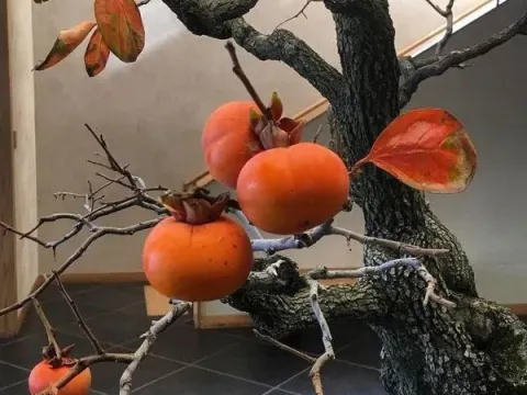 Chinese persimmon