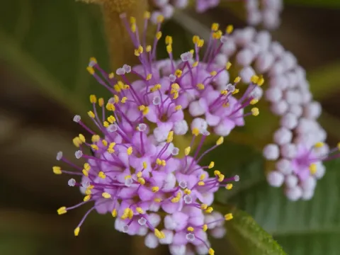 Beautyberry