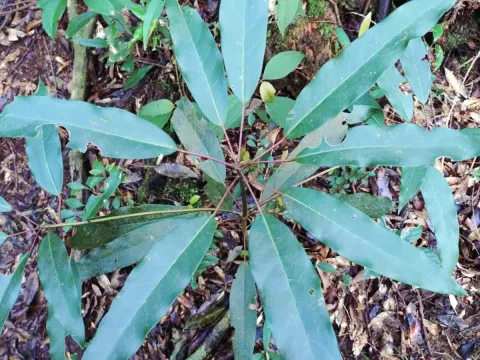 Daphniphyllum