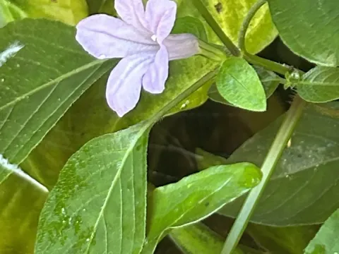 Ruellia prostrata