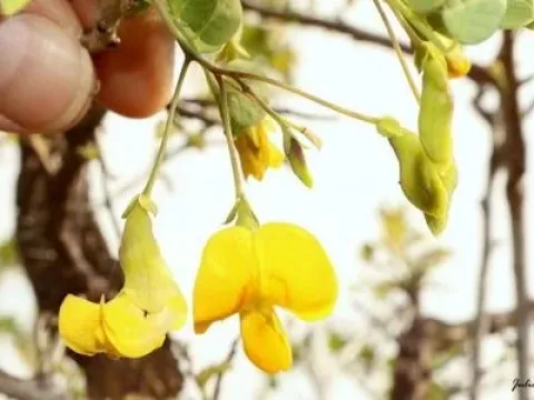 Diphysa