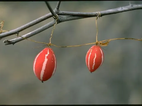 Диплоциклос