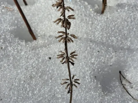 Dracocephalum thymiflorum