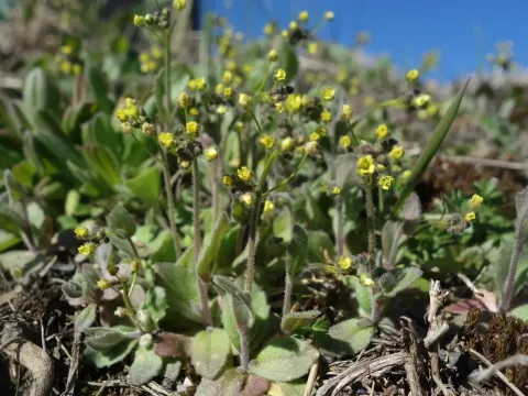Yellow whitlow-grass