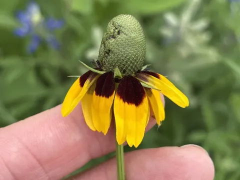 Clasping-leaf coneflower