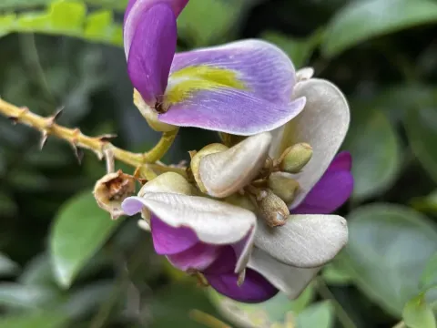 Callerya