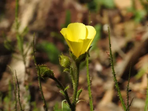 Drosophyllum