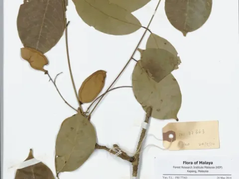 Derris malaccensis