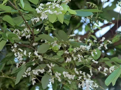 Деррис вьющийся