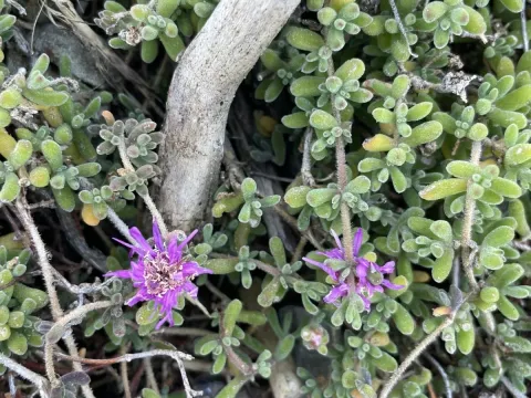 Drosanthemum